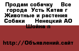 Продам собачку  - Все города, Усть-Катав г. Животные и растения » Собаки   . Ненецкий АО,Шойна п.